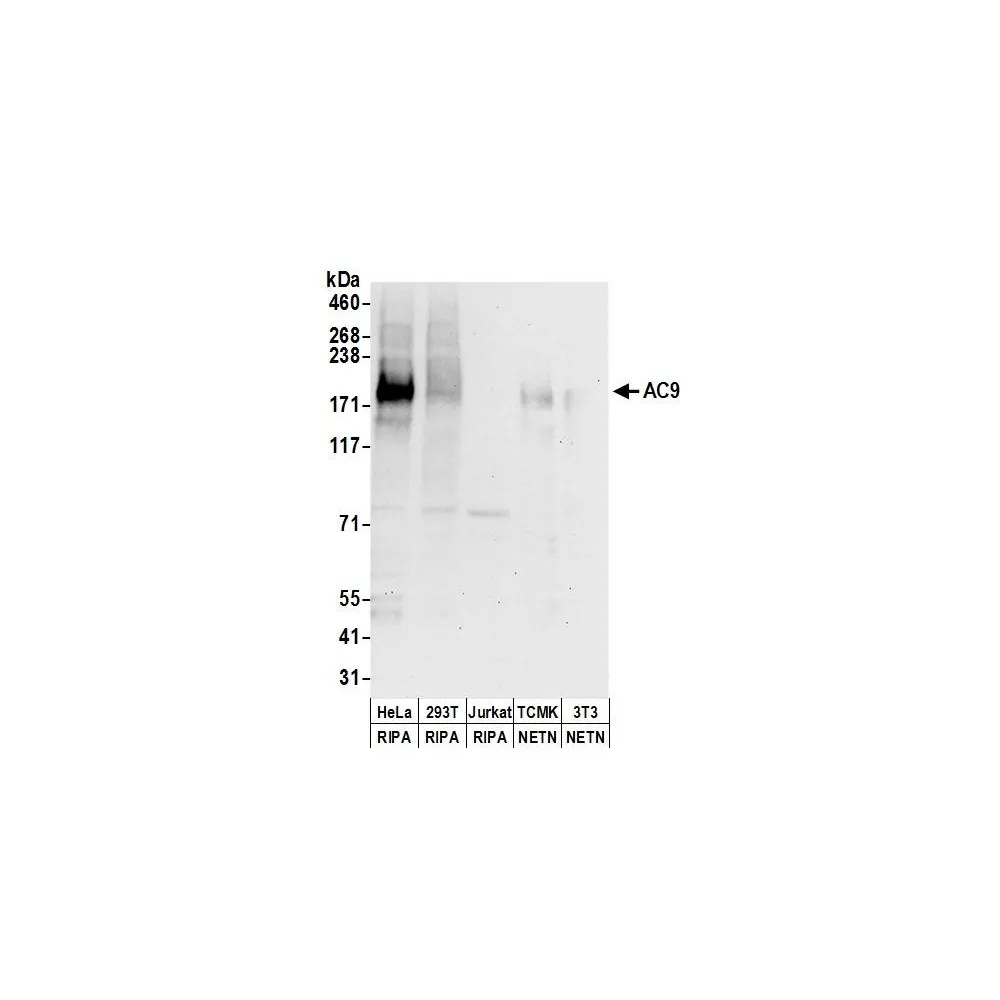 Rabbit anti-AC9 Antibody, Affinity Purified