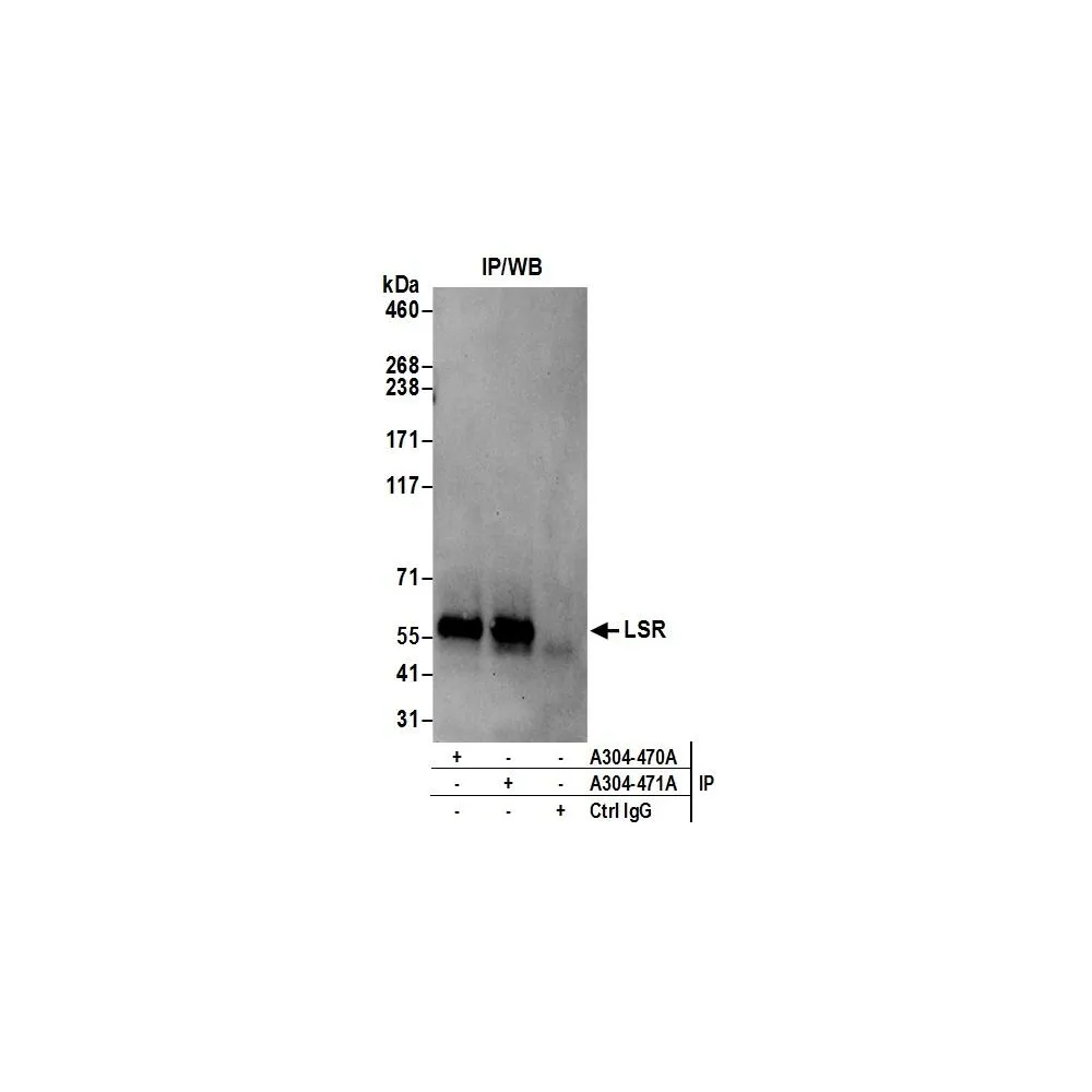 Rabbit anti-LSR Antibody, Affinity Purified