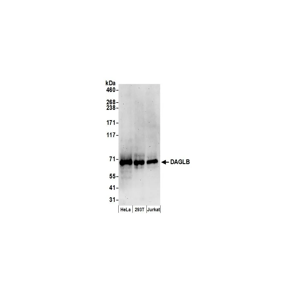 Rabbit anti-DAGLB Antibody, Affinity Purified