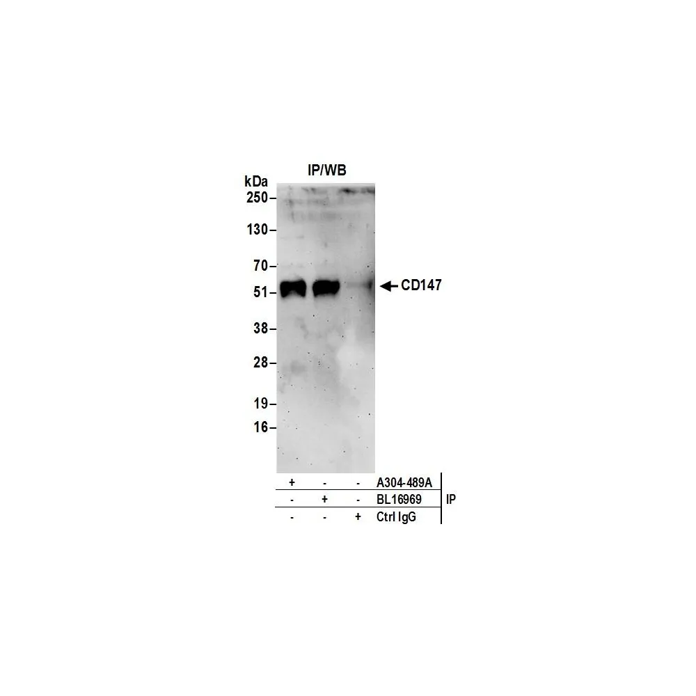 Rabbit anti-CD147 Antibody, Affinity Purified
