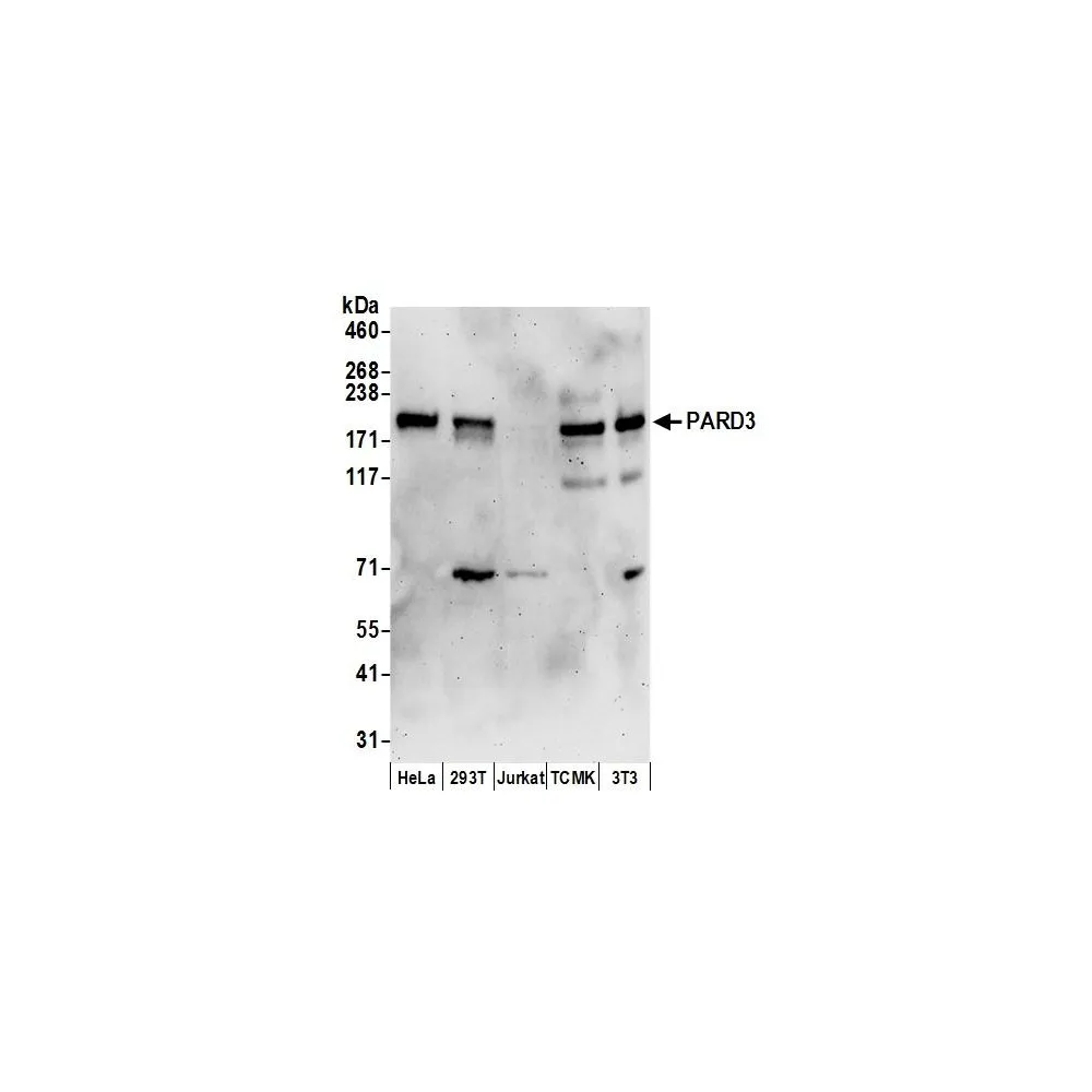 Rabbit anti-PARD3 Antibody, Affinity Purified