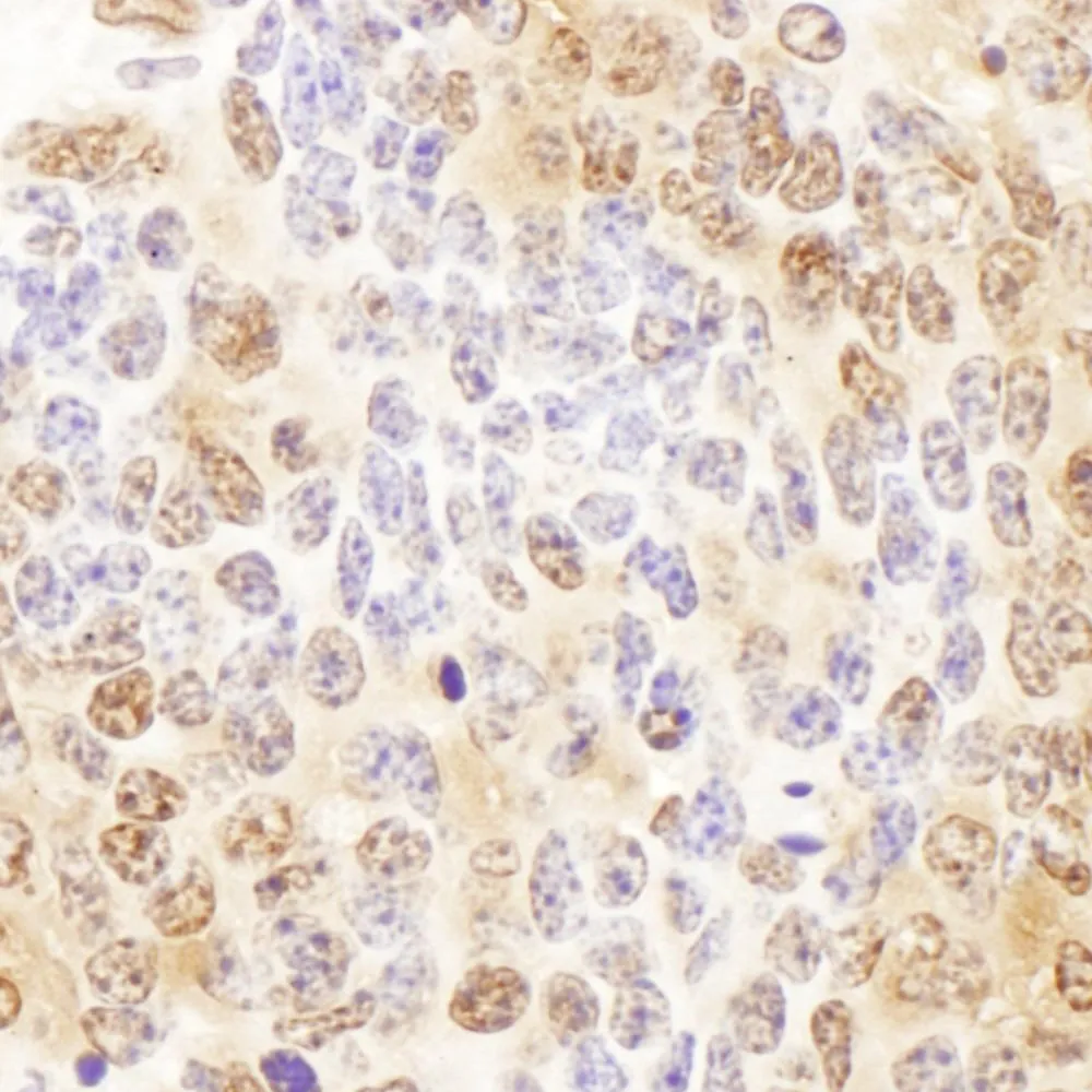 Rabbit anti-P23 Antibody, Affinity Purified