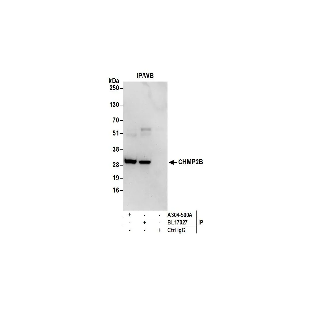 Rabbit anti-CHMP2B Antibody, Affinity Purified