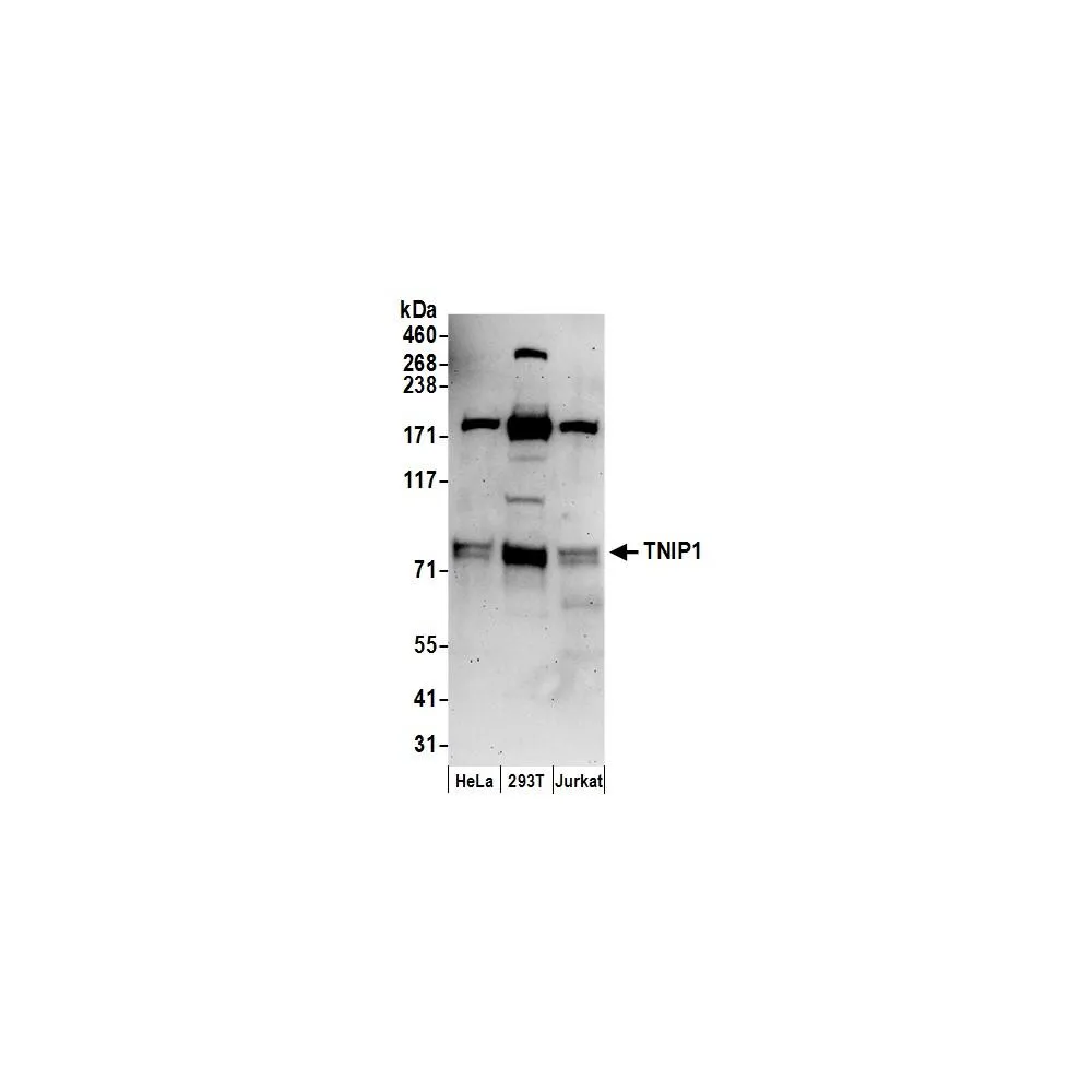 Rabbit anti-TNIP1 Antibody, Affinity Purified