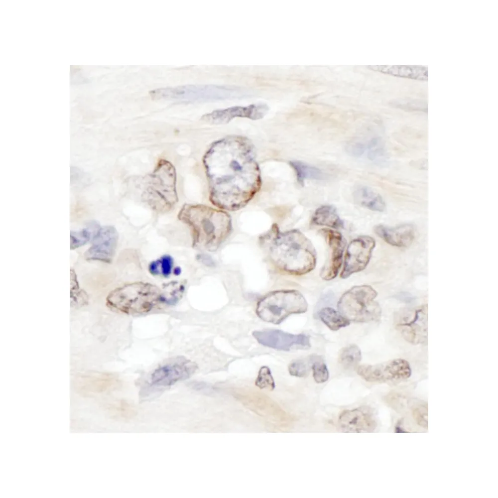 Rabbit anti-Aladin Antibody, Affinity Purified