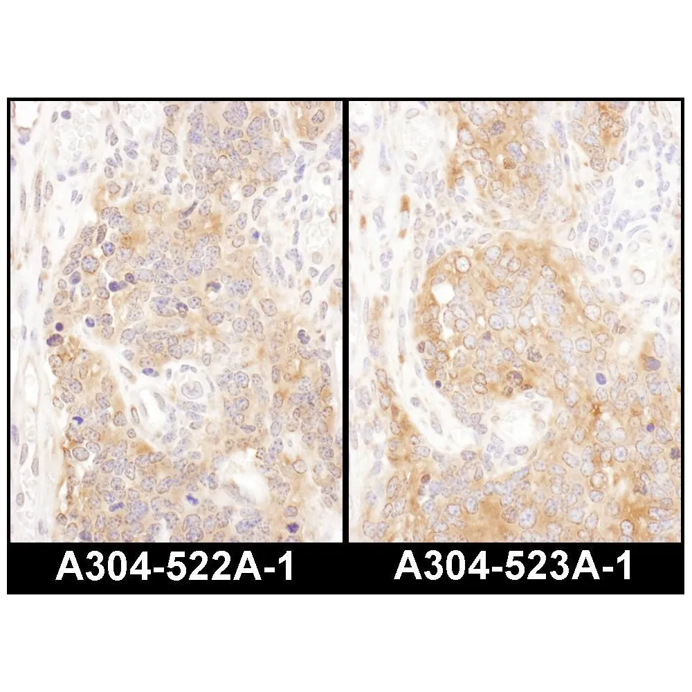 Rabbit anti-COPB2 Antibody, Affinity Purified
