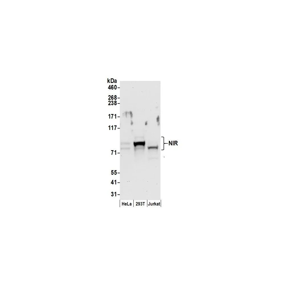 Rabbit anti-NIR Antibody, Affinity Purified