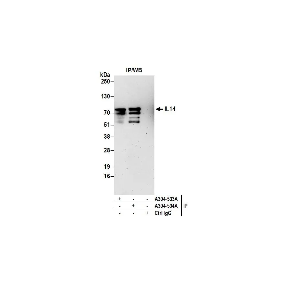 Rabbit anti-IL14 Antibody, Affinity Purified