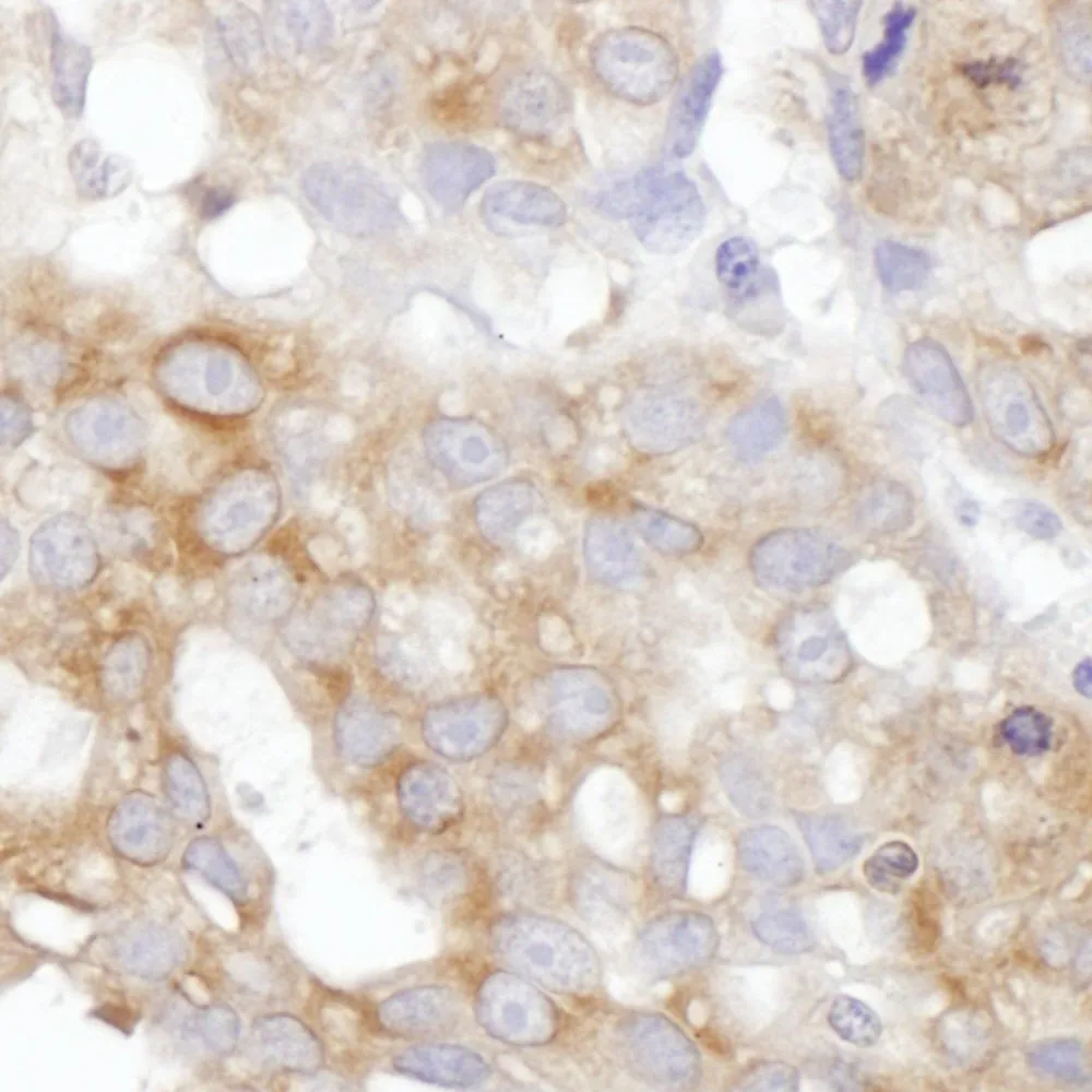 Rabbit anti-IL14 Antibody, Affinity Purified