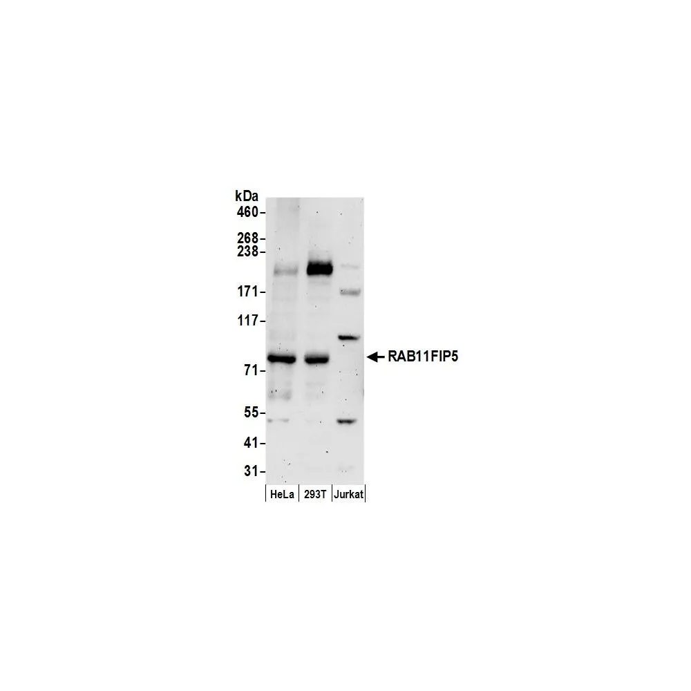 Rabbit anti-RAB11FIP5 Antibody, Affinity Purified