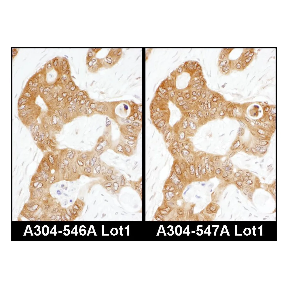 Rabbit anti-ADE2 Antibody, Affinity Purified