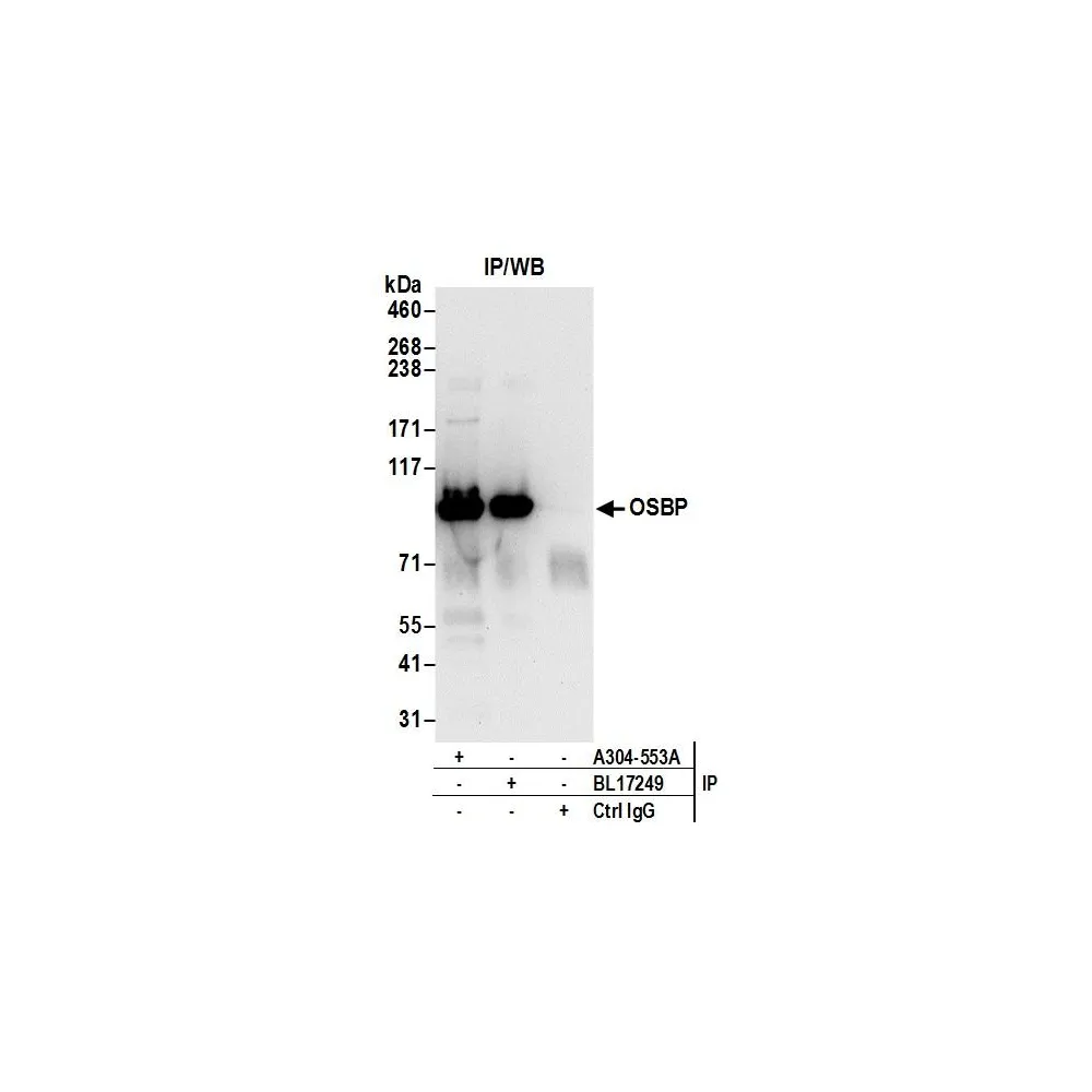 Rabbit anti-OSBP Antibody, Affinity Purified