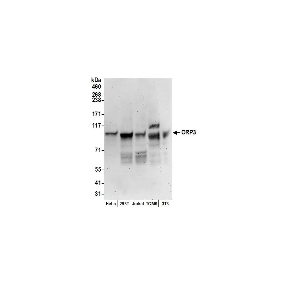 Rabbit anti-ORP3 Antibody, Affinity Purified