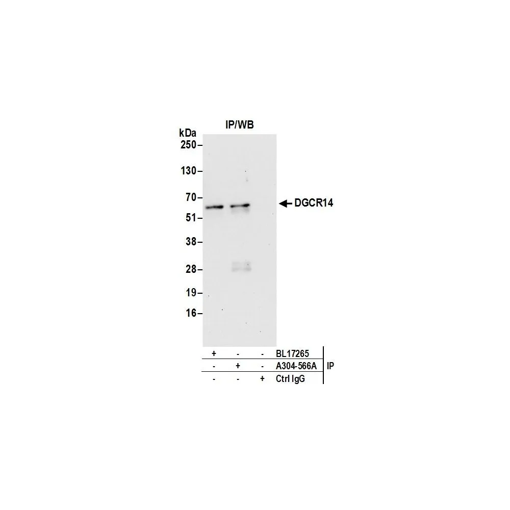 Rabbit anti-DGCR14 Antibody, Affinity Purified