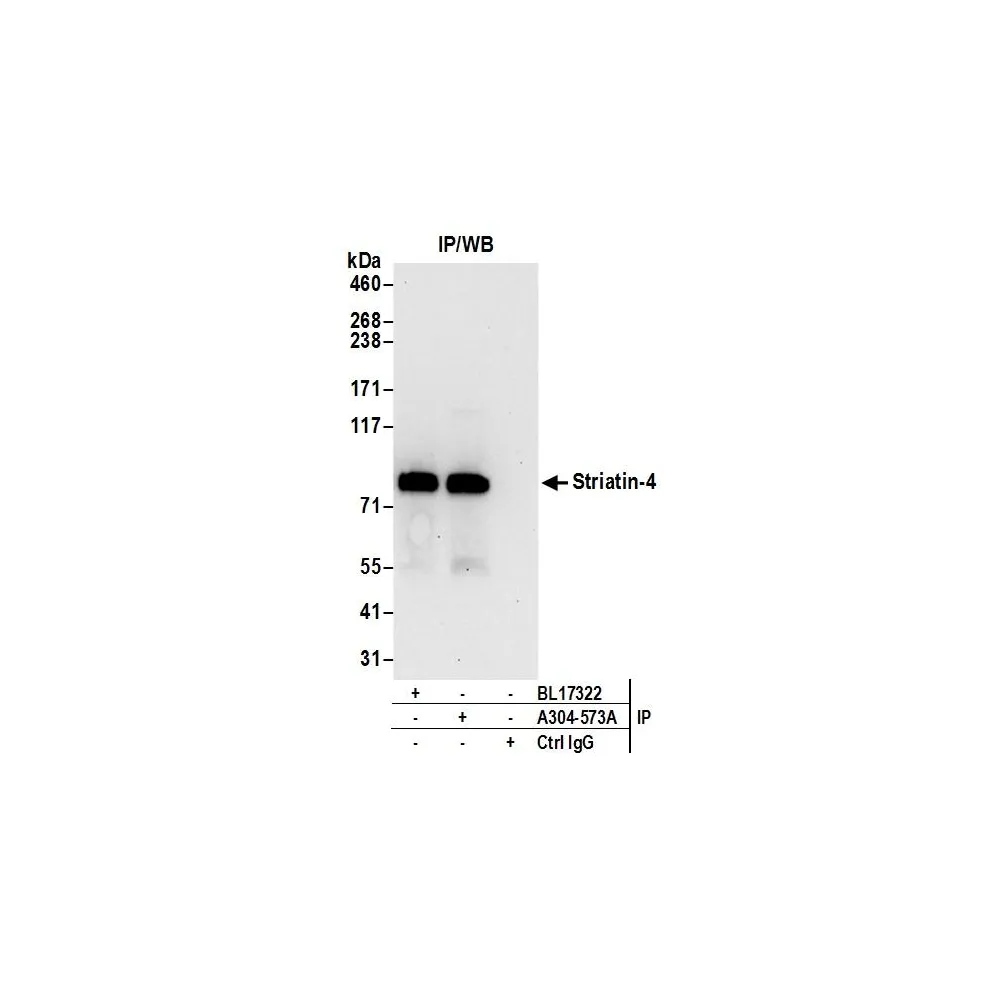 Rabbit anti-Striatin-4 Antibody, Affinity Purified