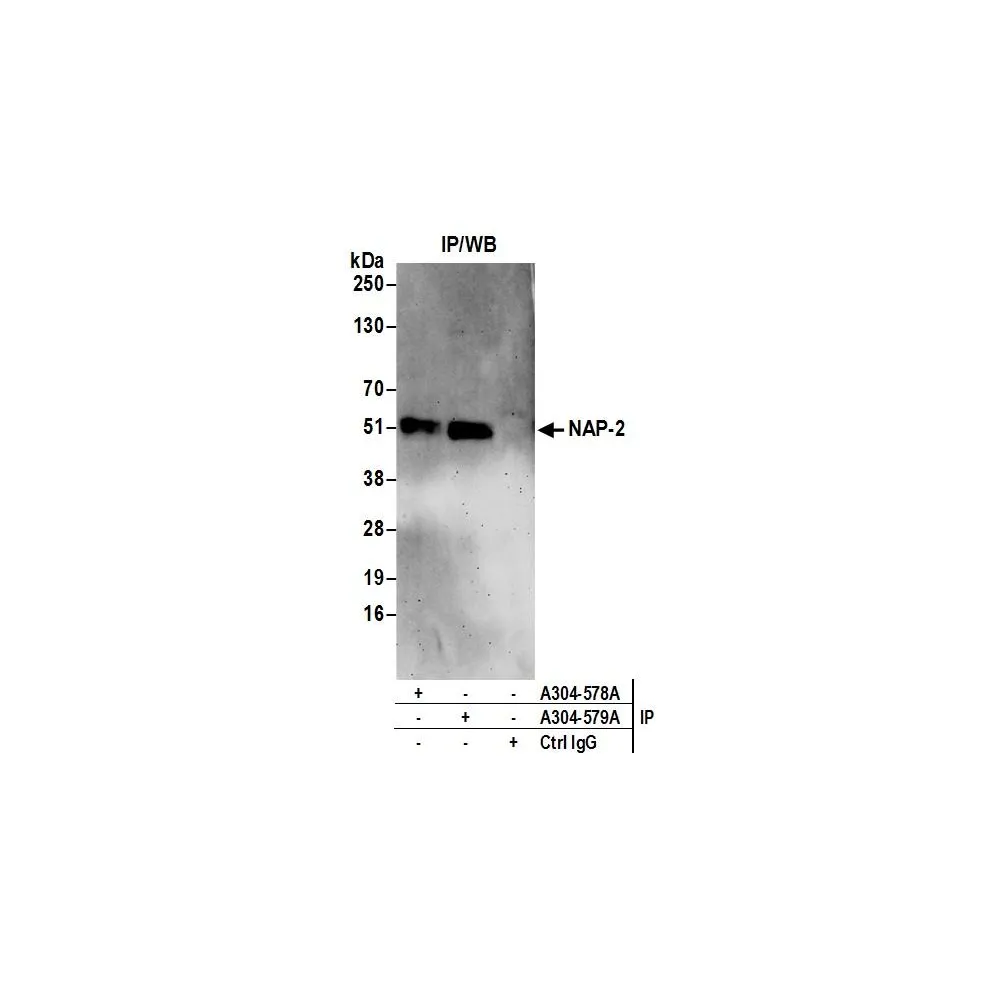 Rabbit anti-NAP-2 Antibody, Affinity Purified