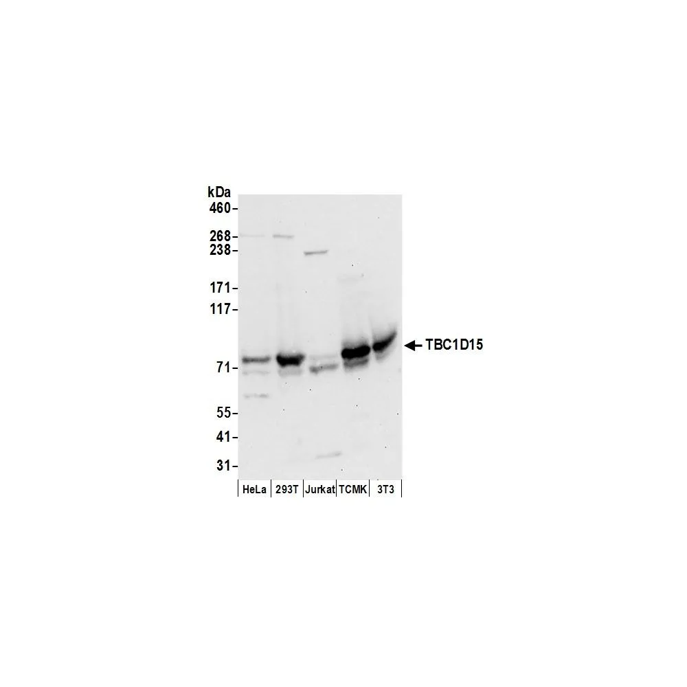 Rabbit anti-TBC1D15 Antibody, Affinity Purified