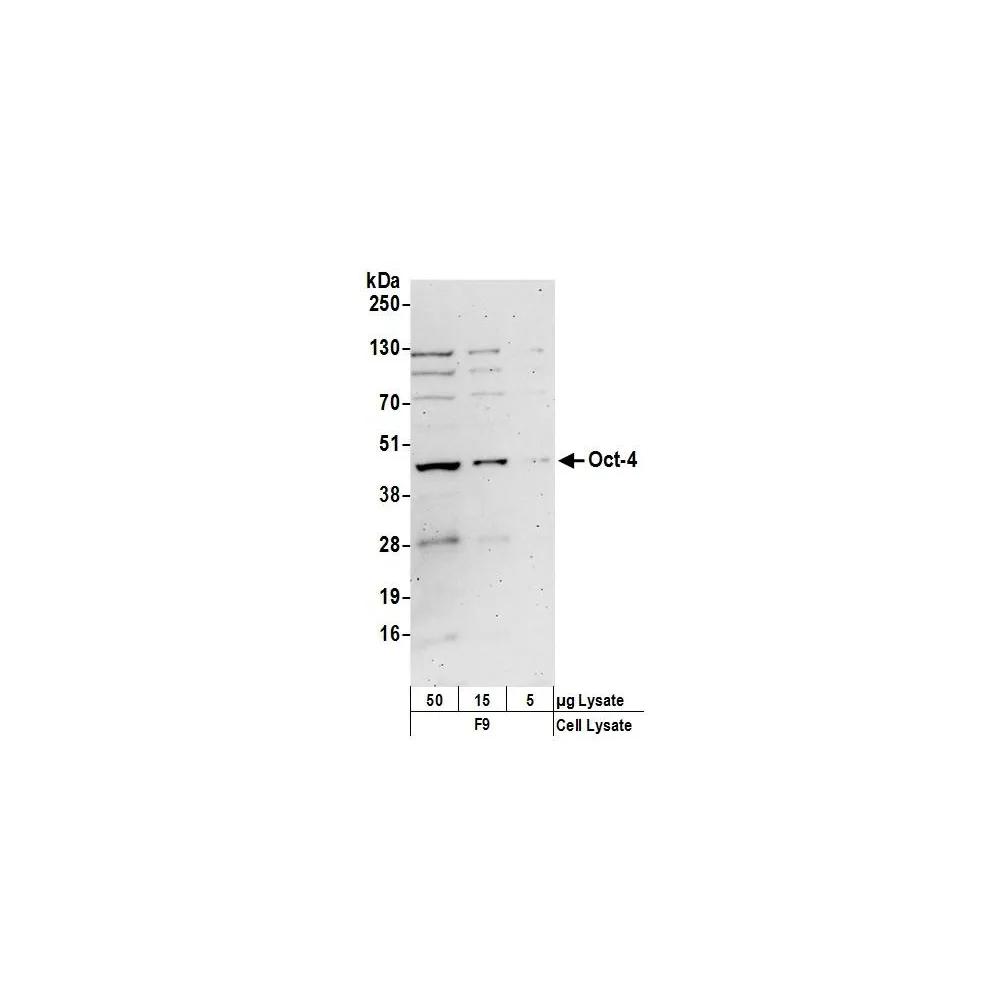Rabbit anti-Oct-4 Antibody, Affinity Purified
