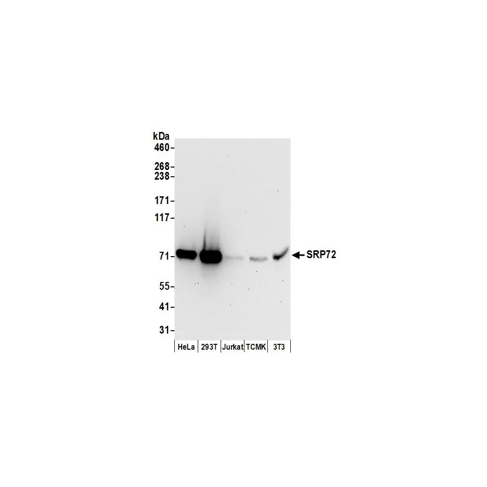 Rabbit anti-SRP72 Antibody, Affinity Purified