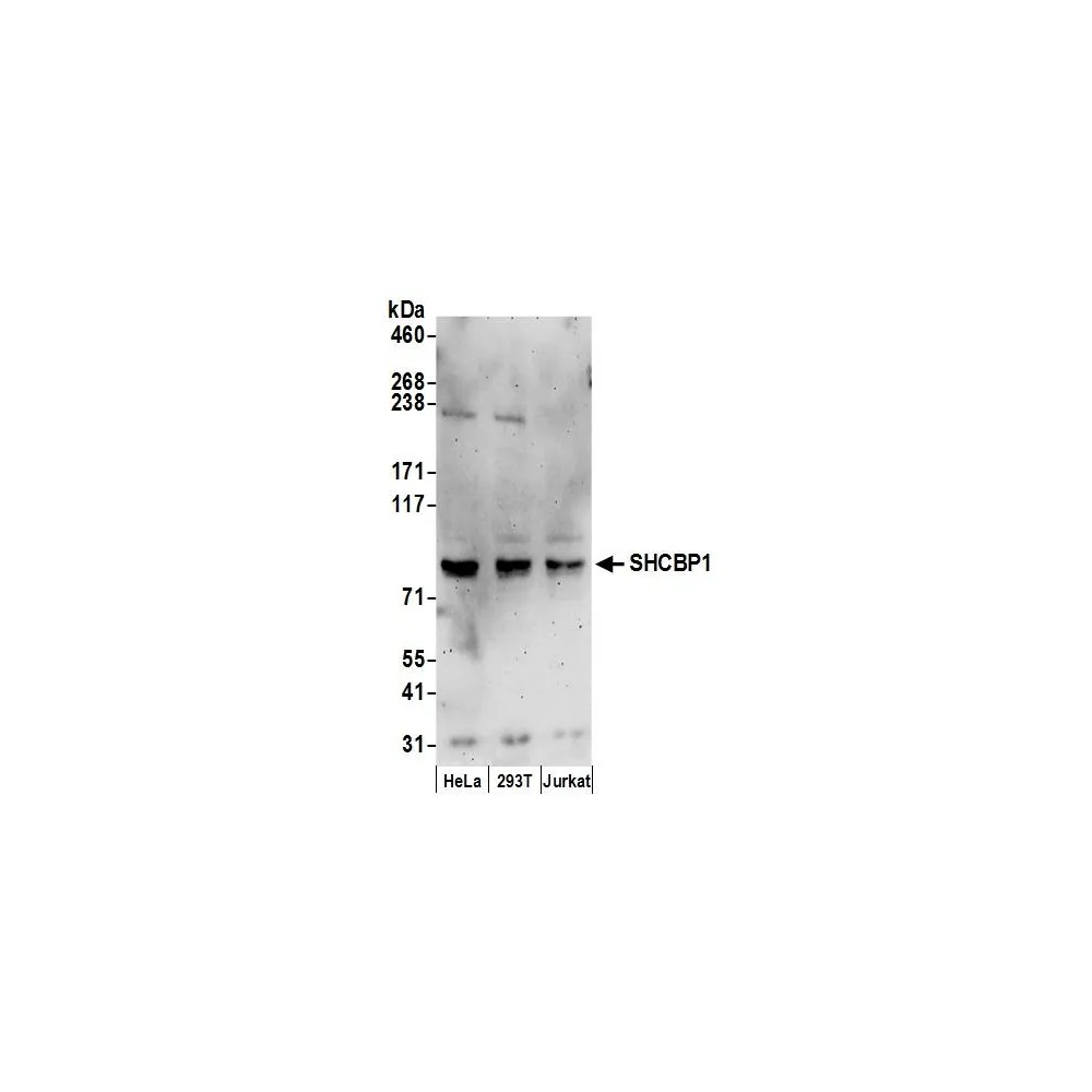 Rabbit anti-SHCBP1 Antibody, Affinity Purified