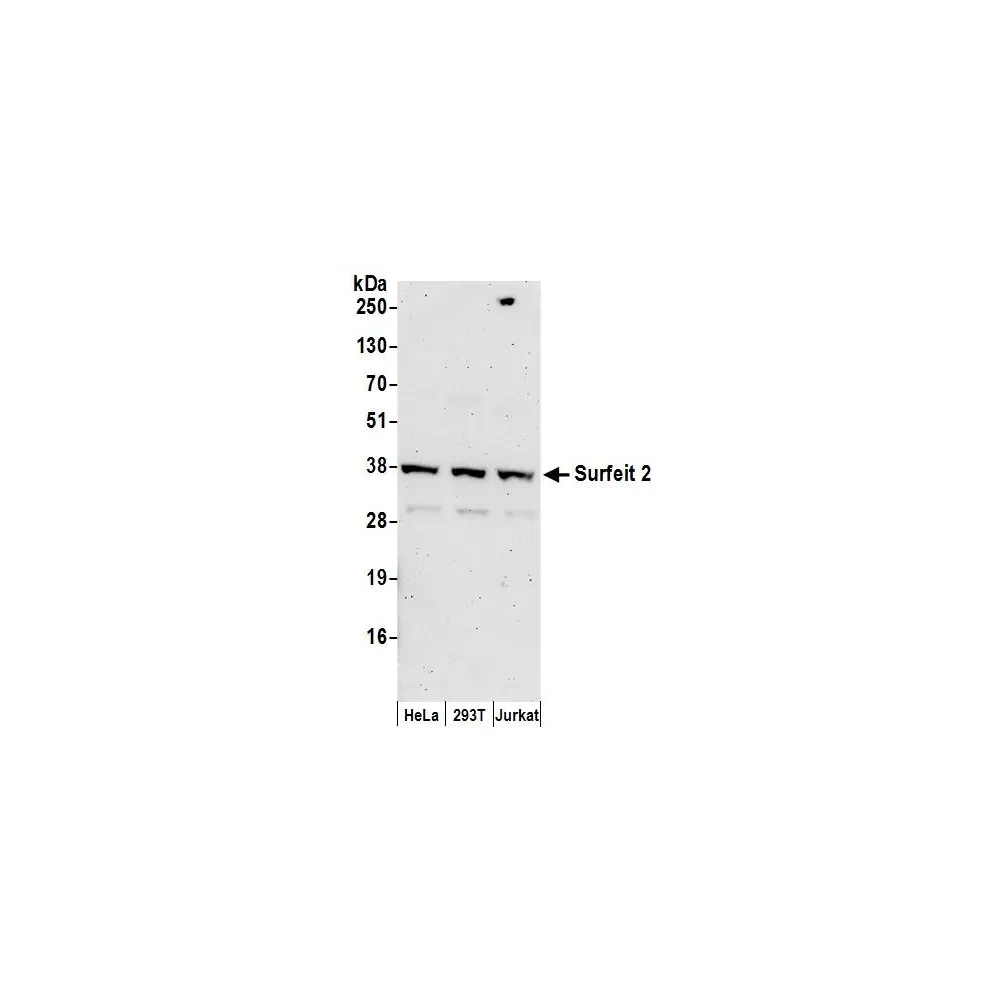 Rabbit anti-Surfeit 2 Antibody, Affinity Purified