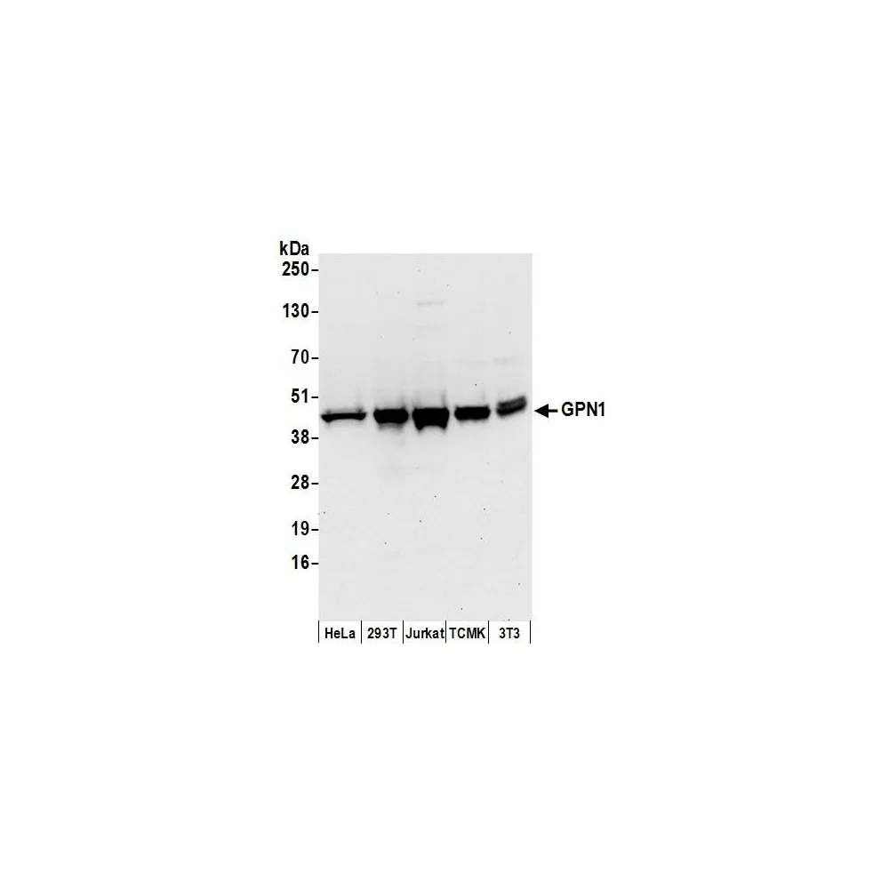Rabbit anti-GPN1 Antibody, Affinity Purified