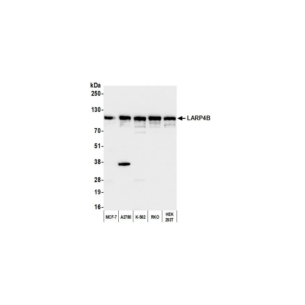 Rabbit anti-LARP4B Antibody, Affinity Purified