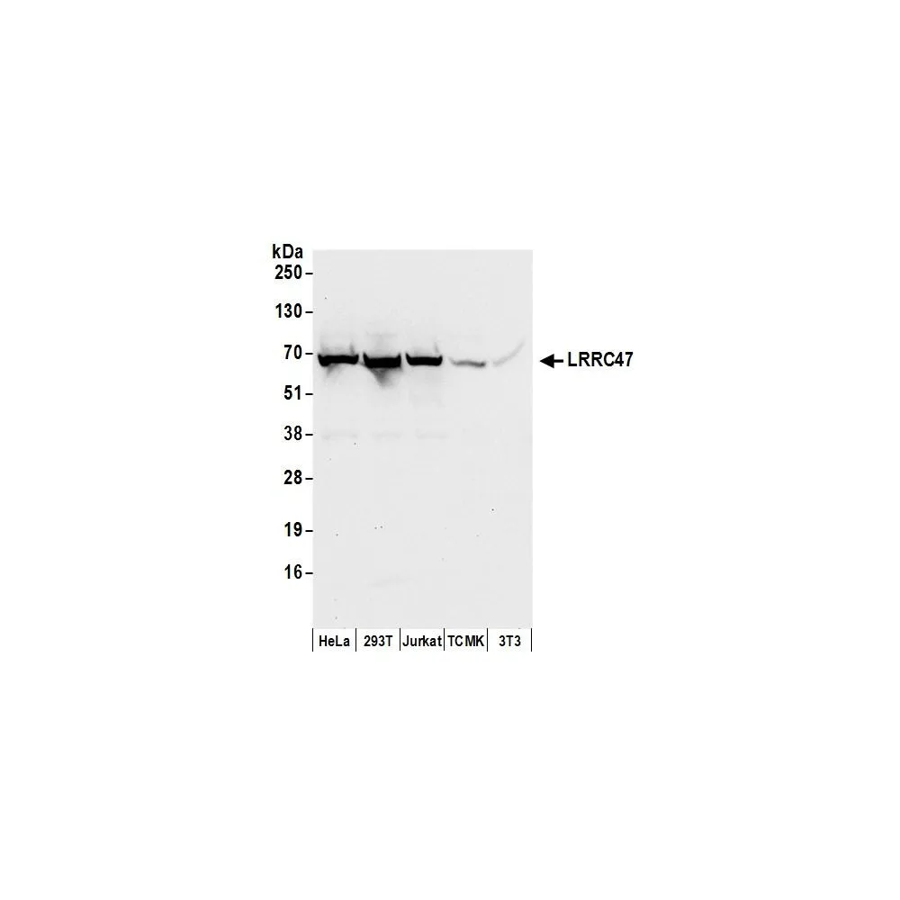 Rabbit anti-LRRC47 Antibody, Affinity Purified