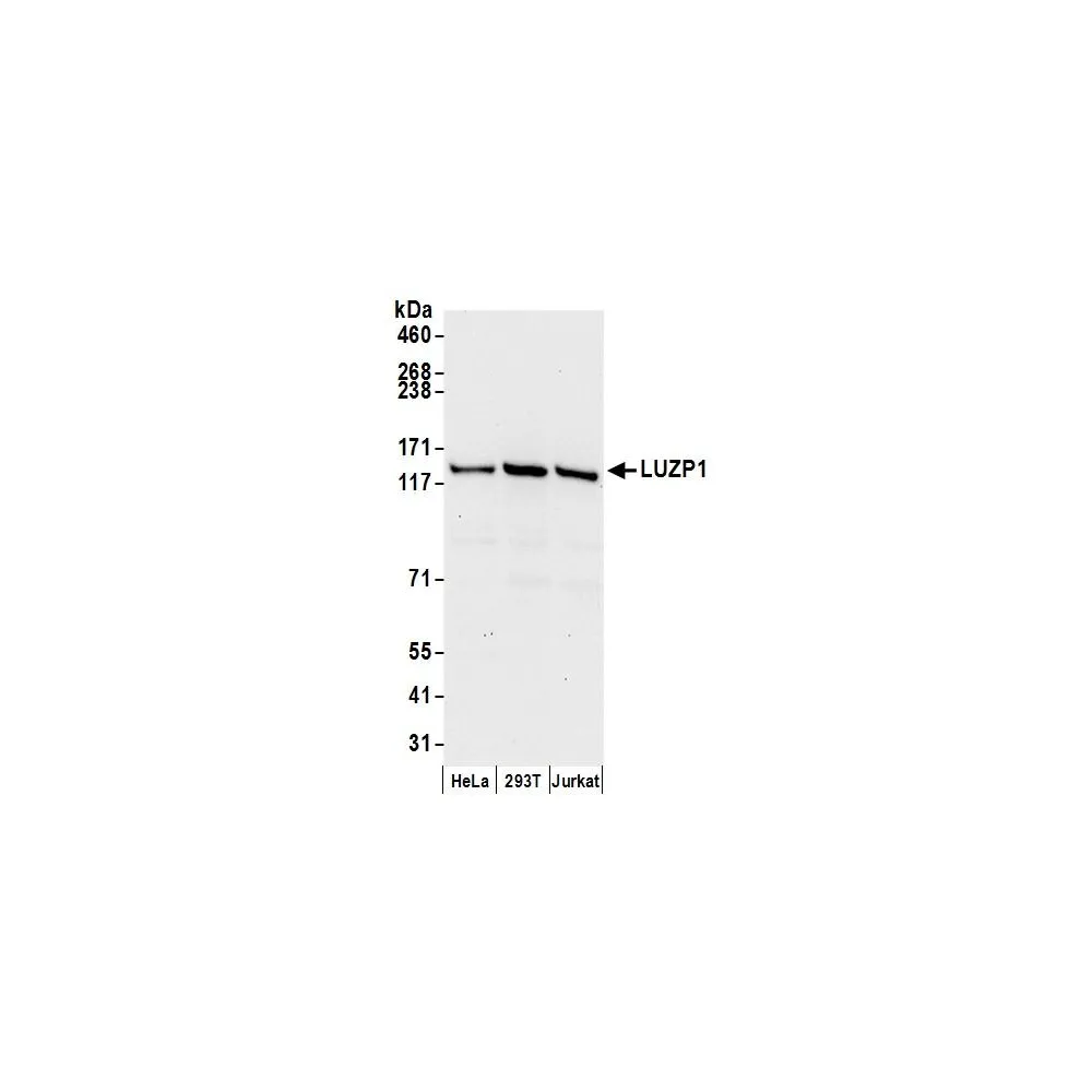 Rabbit anti-LUZP1 Antibody, Affinity Purified