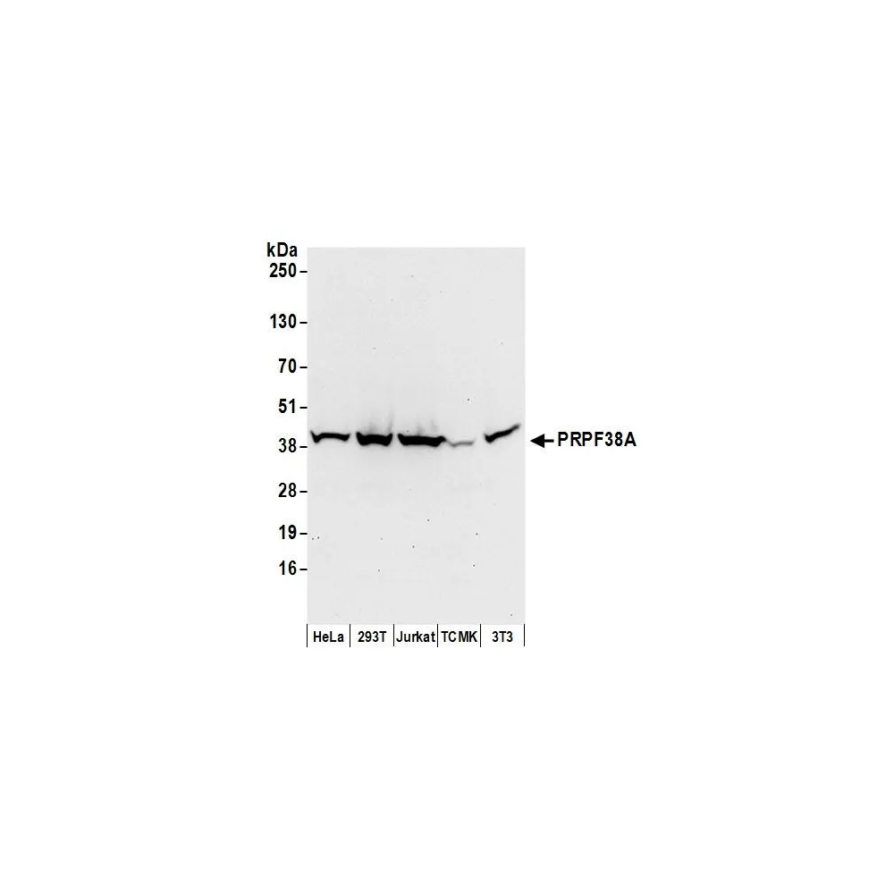 Rabbit anti-PRPF38A Antibody, Affinity Purified