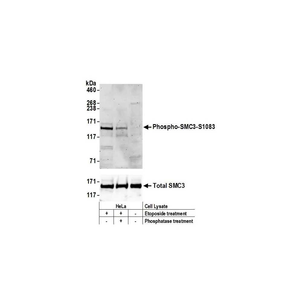 Rabbit anti-Phospho SMC3 (S1083) Antibody, Affinity Purified
