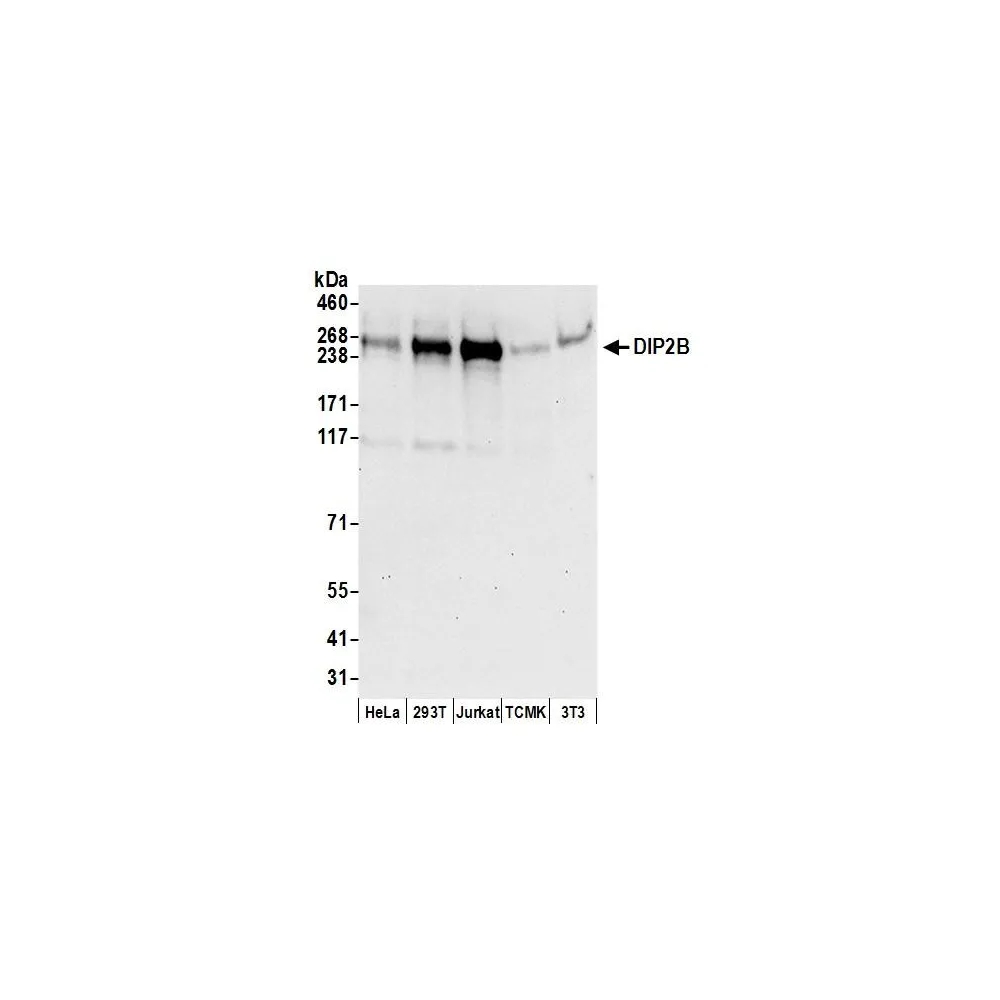 Rabbit anti-DIP2B Antibody, Affinity Purified