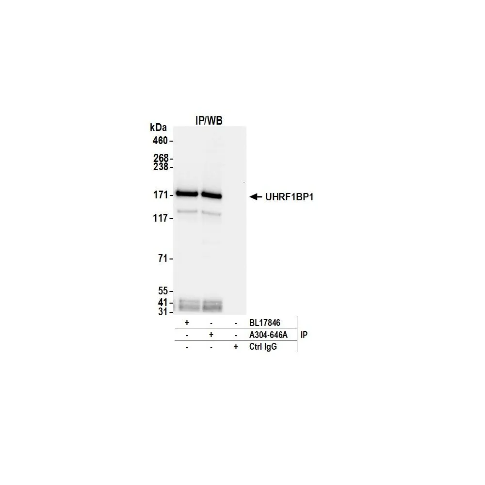 Rabbit anti-UHRF1BP1 Antibody, Affinity Purified