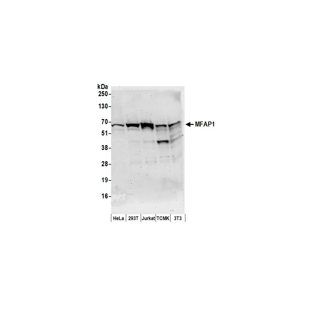Rabbit anti-MFAP1 Antibody, Affinity Purified