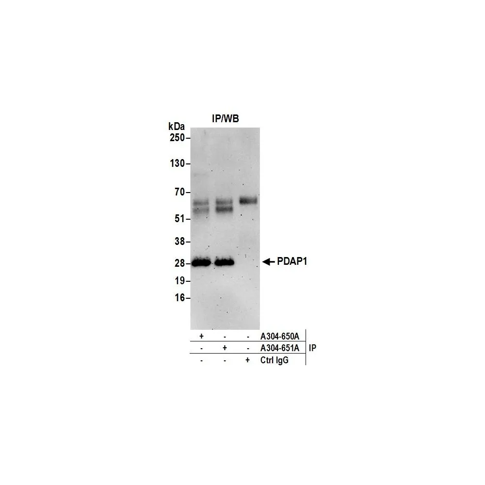 Rabbit anti-PDAP1 Antibody, Affinity Purified