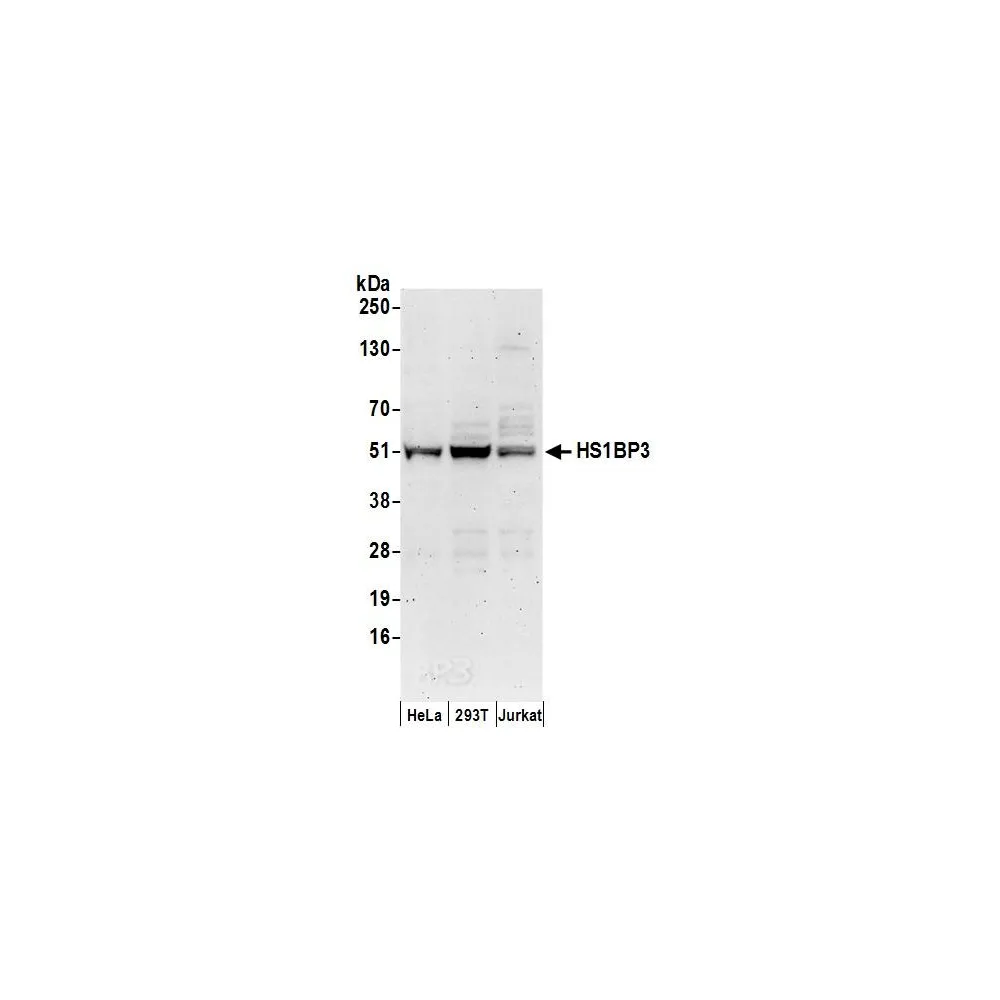 Rabbit anti-HS1BP3 Antibody, Affinity Purified