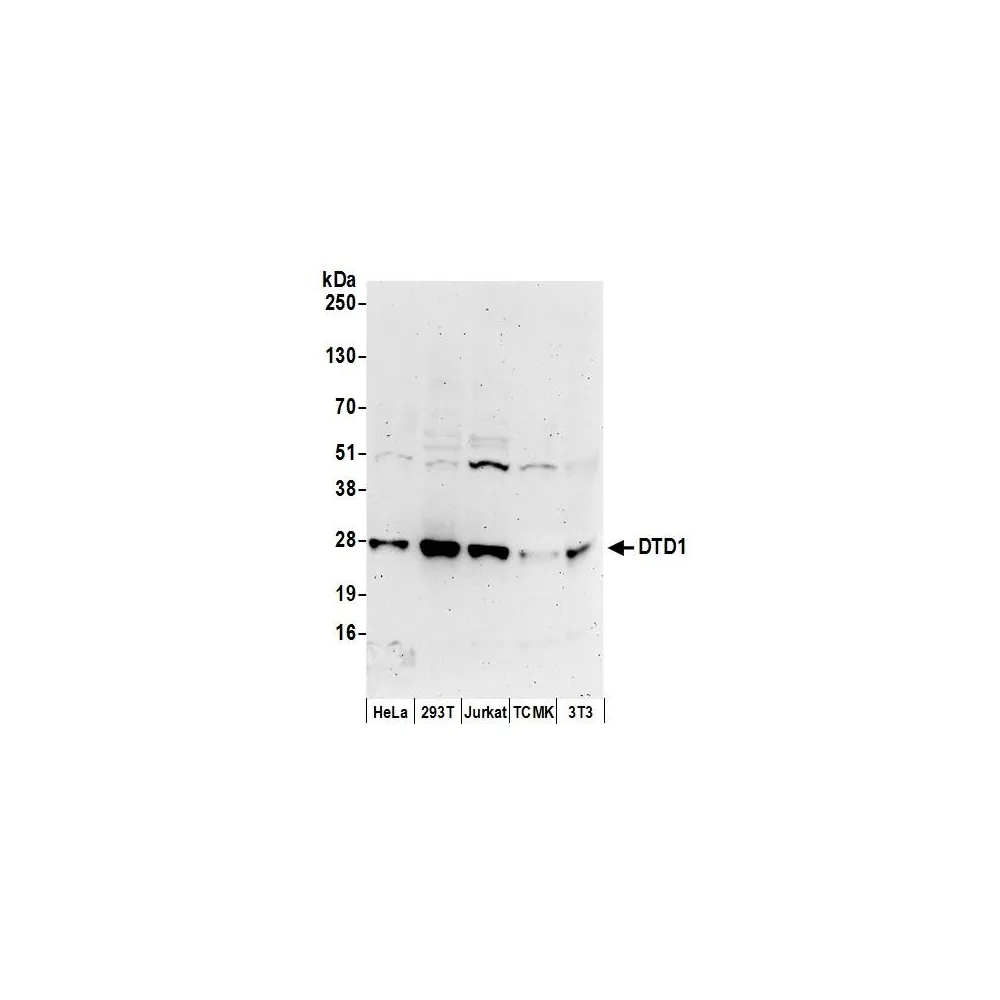 Rabbit anti-DTD1 Antibody, Affinity Purified