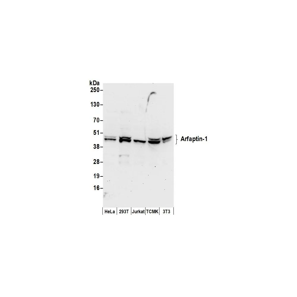 Rabbit anti-Arfaptin-1 Antibody, Affinity Purified
