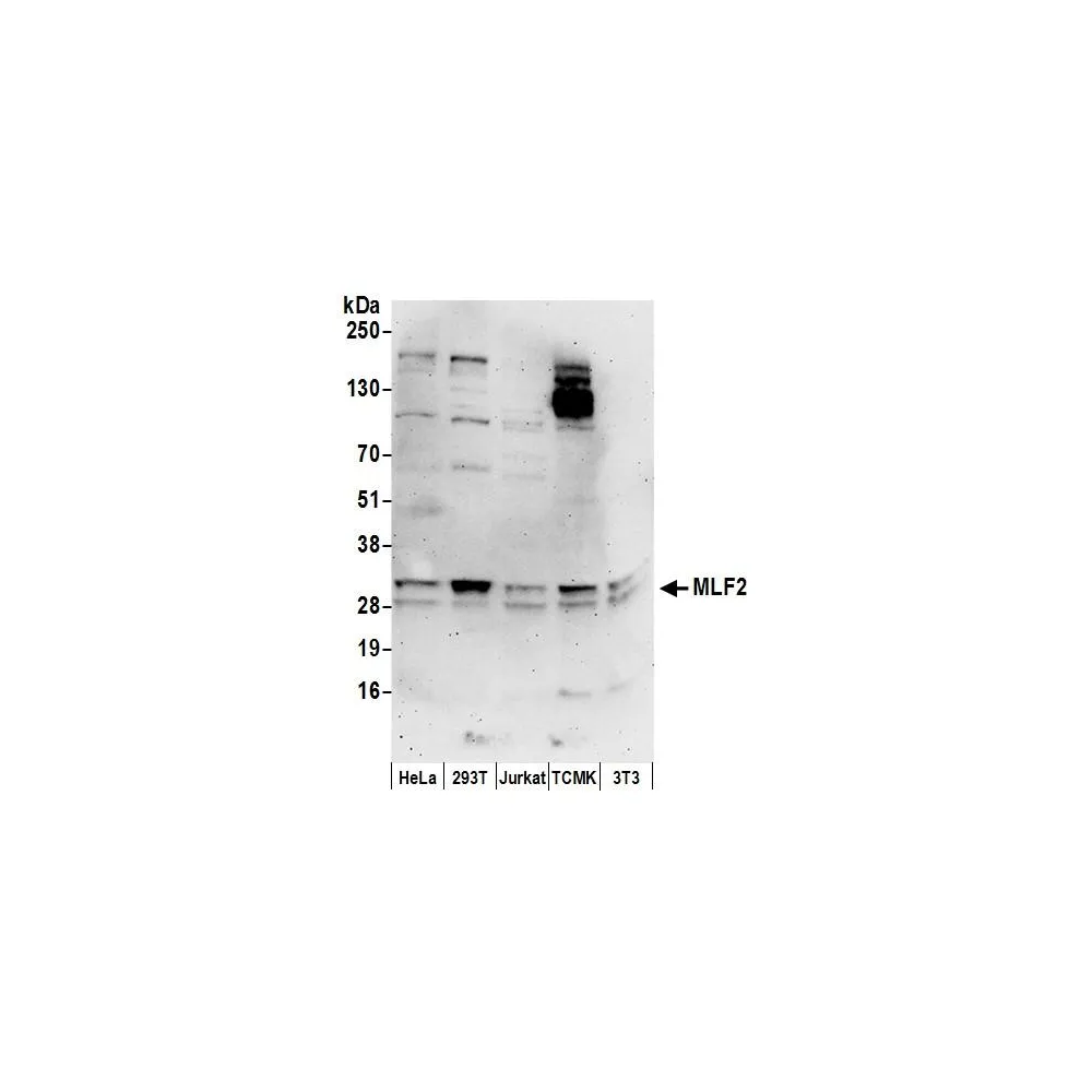 Rabbit anti-MLF2 Antibody, Affinity Purified