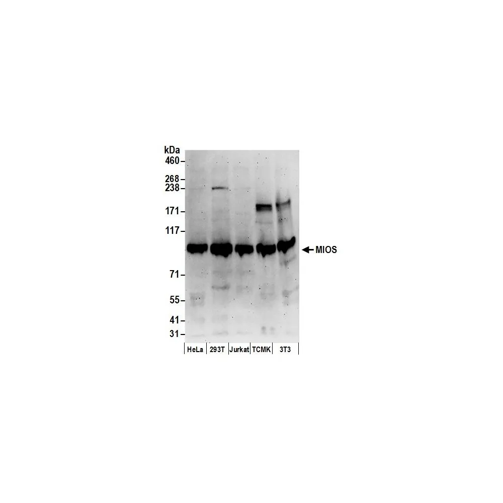 Rabbit anti-MIOS Antibody, Affinity Purified