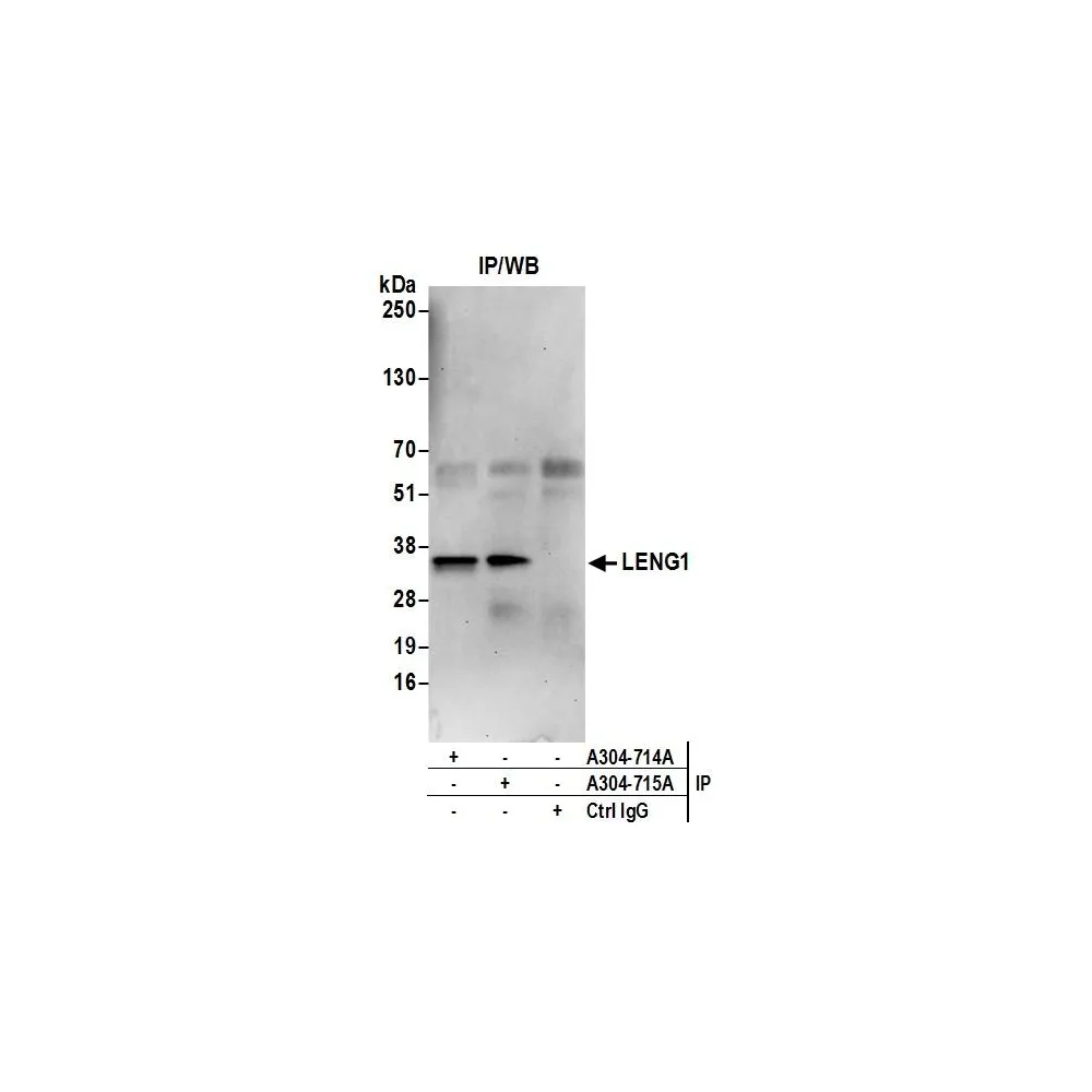 Rabbit anti-LENG1 Antibody, Affinity Purified