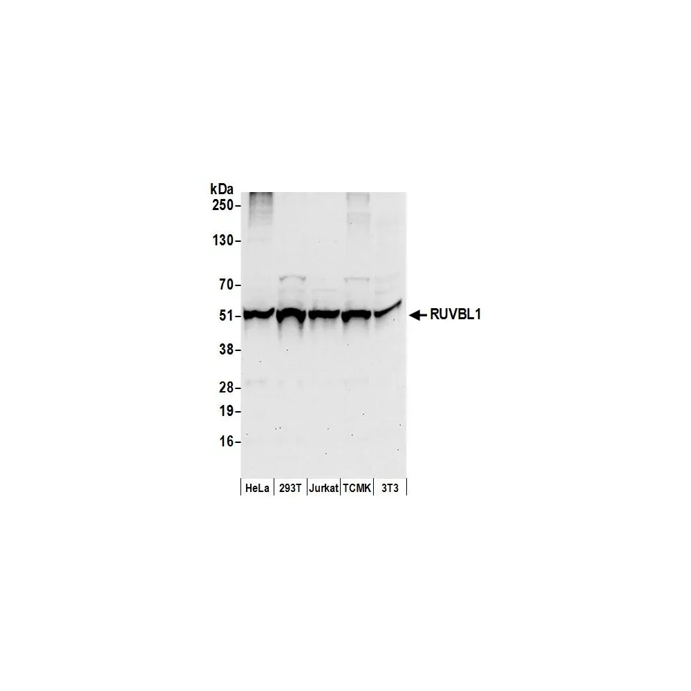 Rabbit anti-RUVBL1 Antibody, Affinity Purified