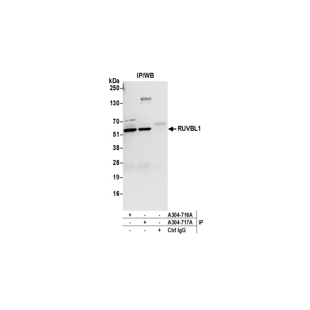 Rabbit anti-RUVBL1 Antibody, Affinity Purified