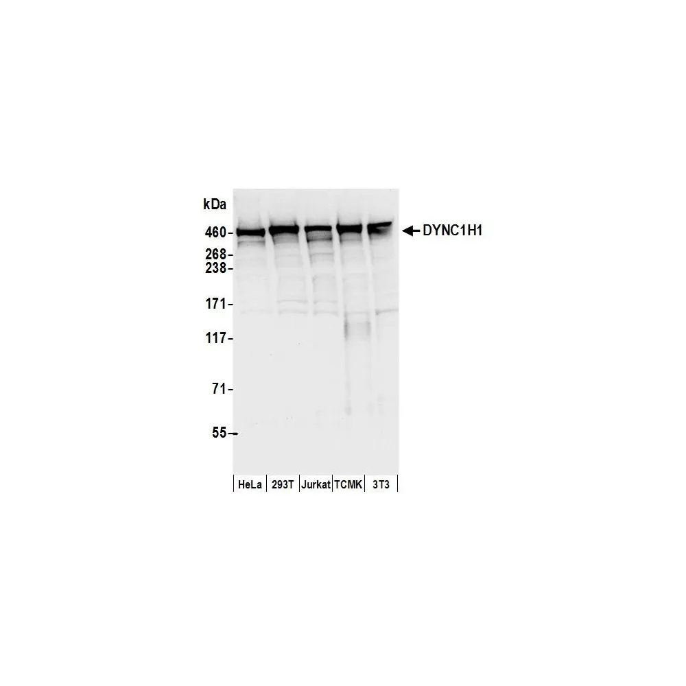 Rabbit anti-DYNC1H1 Antibody, Affinity Purified