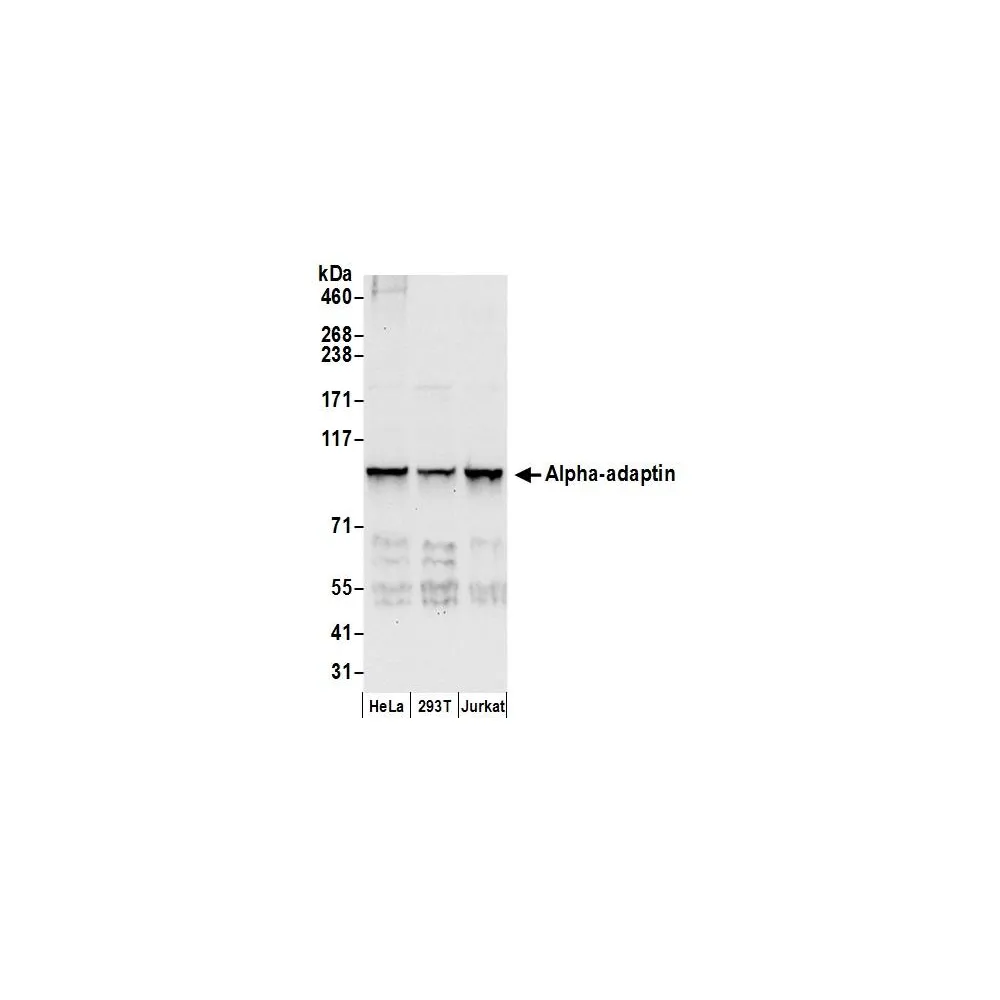 Rabbit anti-Alpha-adaptin Antibody, Affinity Purified