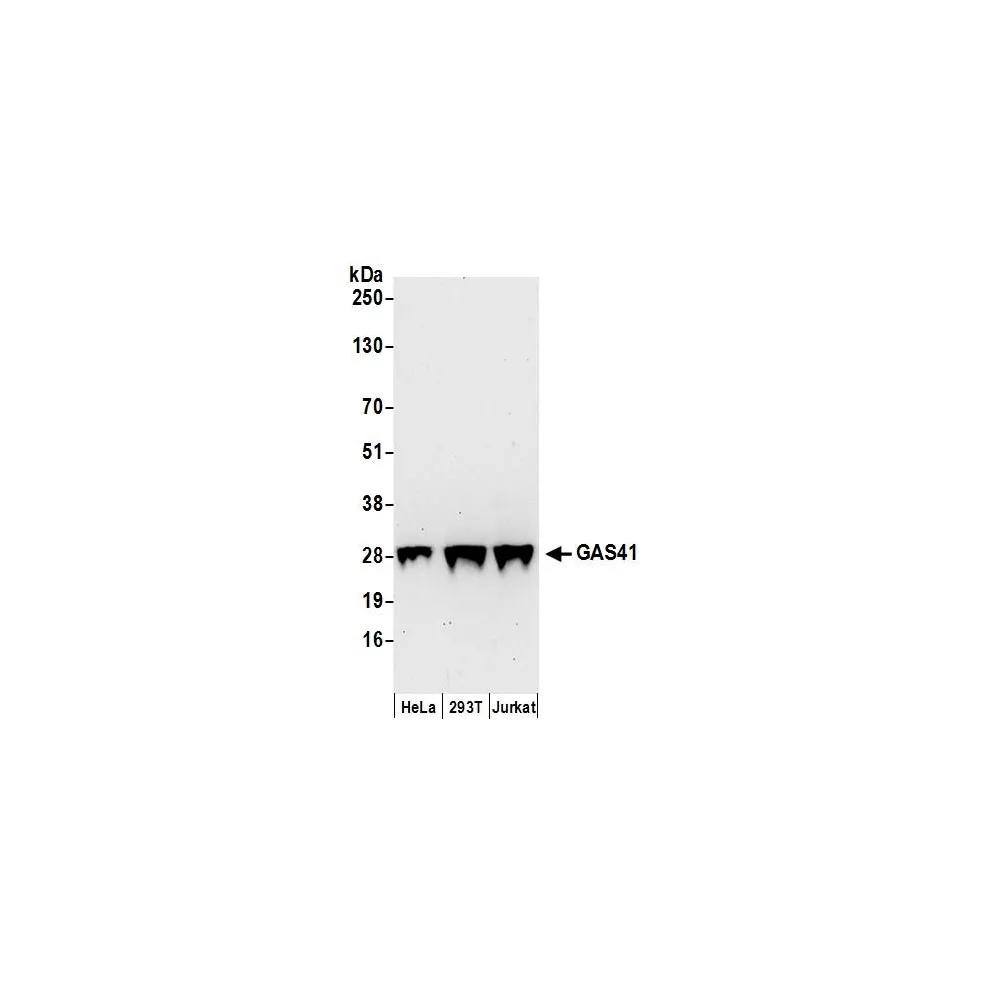 Rabbit anti-GAS41 Antibody, Affinity Purified