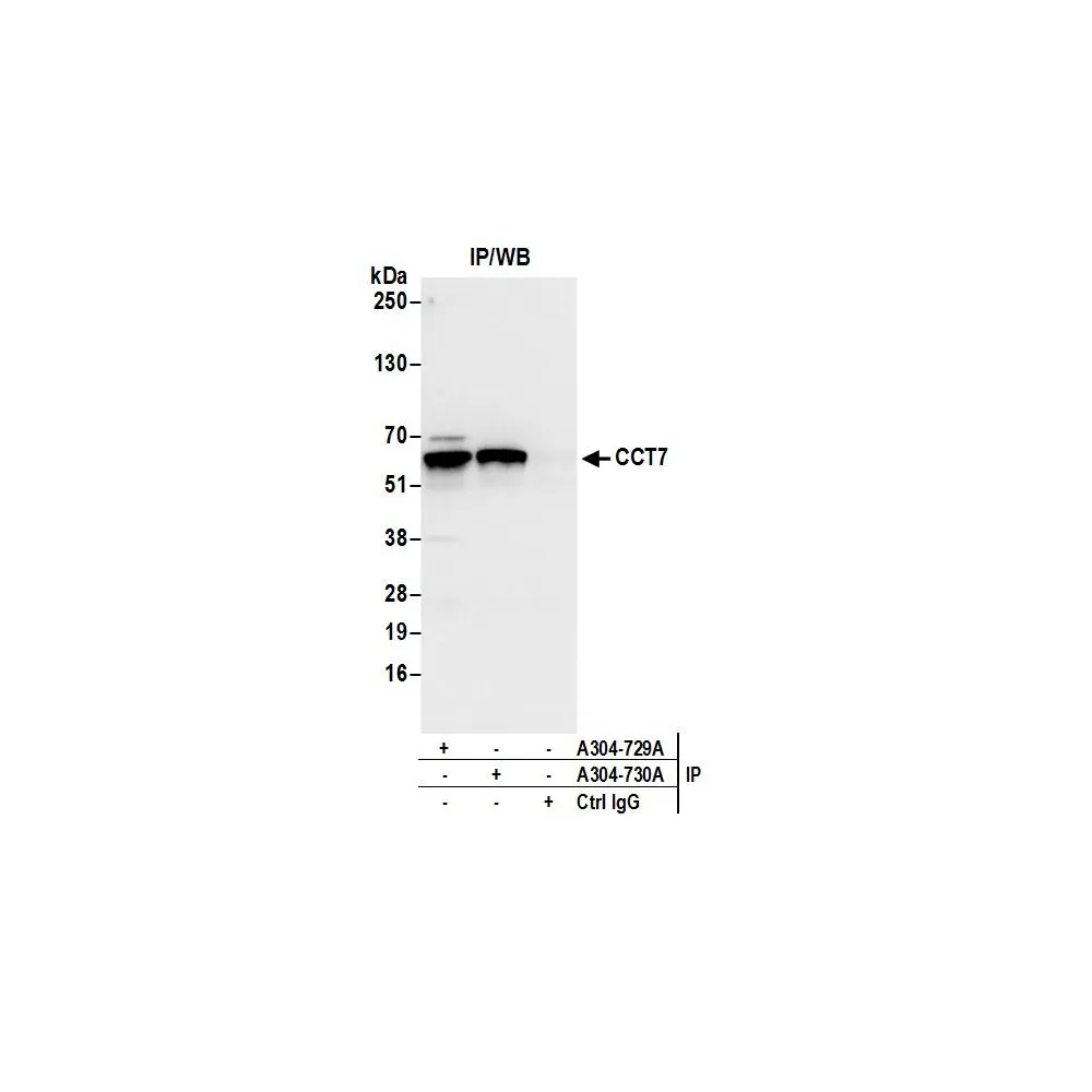 Rabbit anti-CCT7 Antibody, Affinity Purified