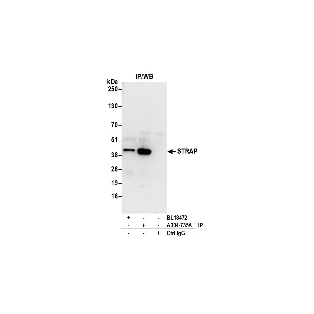 Rabbit anti-STRAP Antibody, Affinity Purified