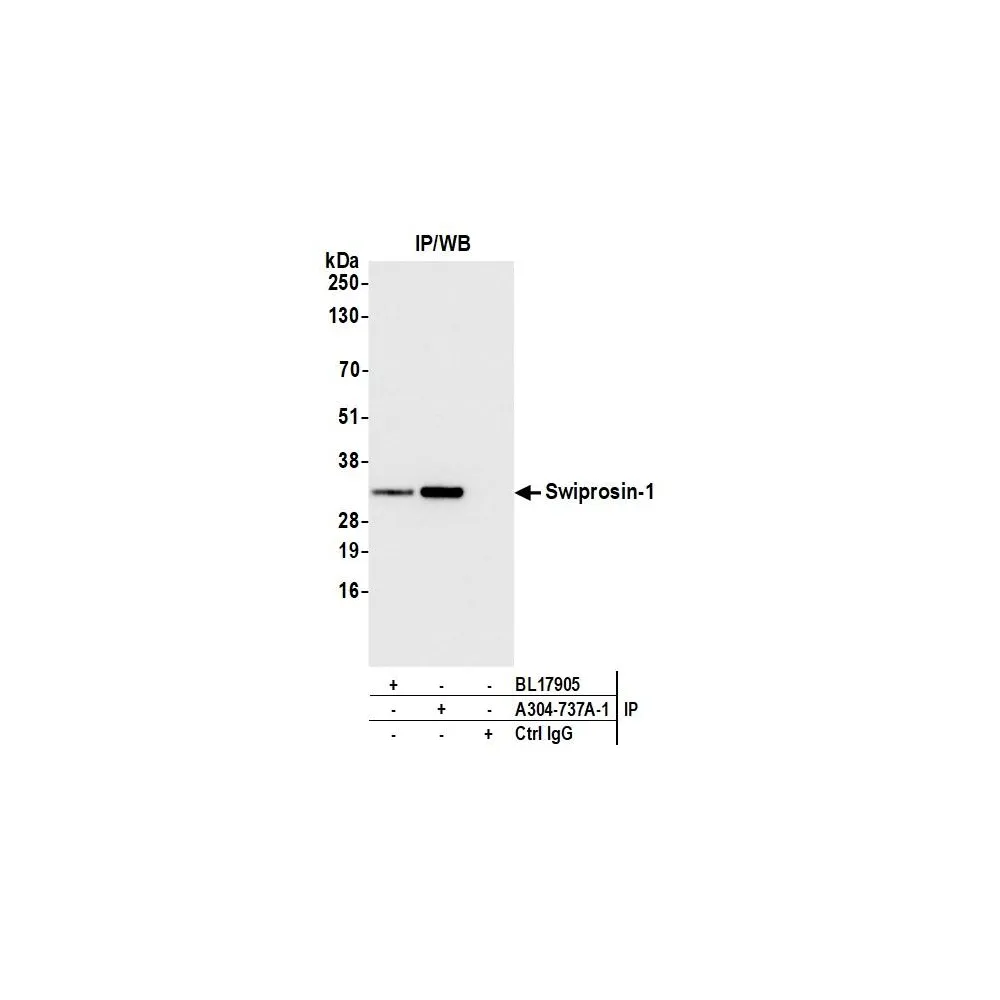 Rabbit anti-Swiprosin-1 Antibody, Affinity Purified
