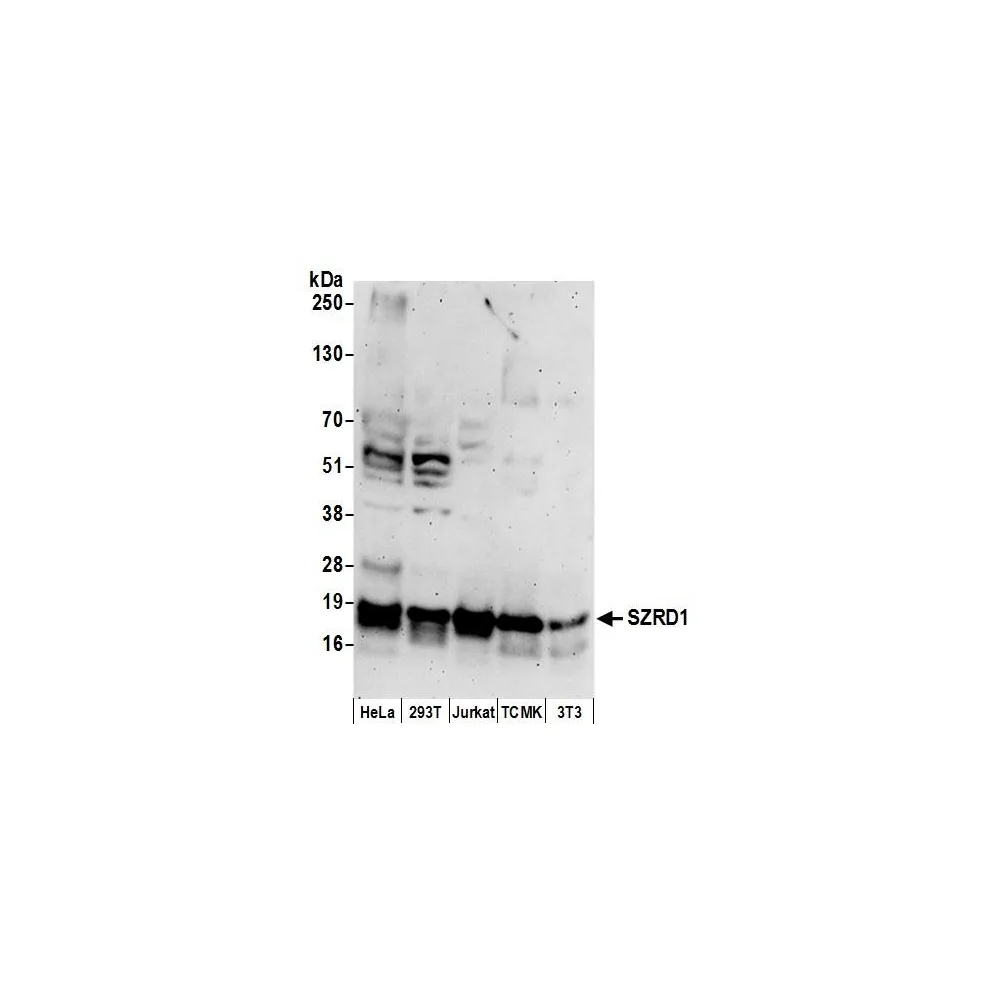 Rabbit anti-SZRD1 Antibody, Affinity Purified